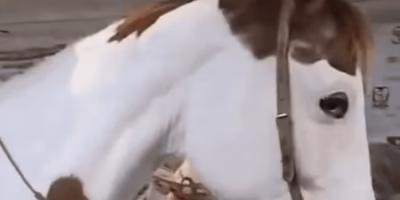 Caballo maltratado en carnaval mientras autoridades miran hacia otro lado