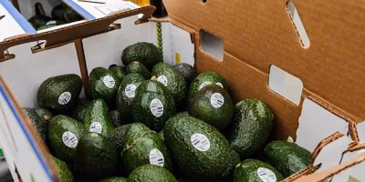 Auf mexikanische Avocados sind in den USA immer noch keine Zölle gefallen.