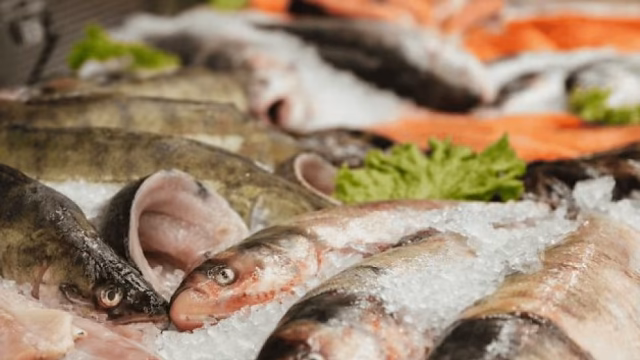 Die Meerestäuschung enthüllt, dass 40 % der Fischerei in Mexiko illegal ist