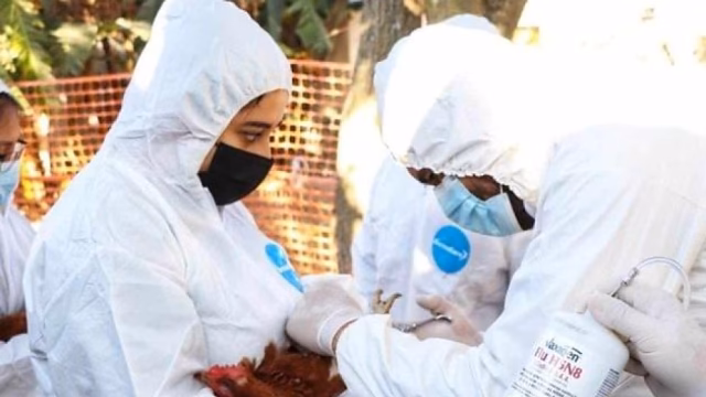 México confirma primer caso humano de gripe aviar H5N1 en Durango