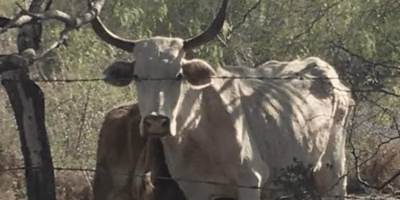 Carne con gusano barrenador es segura si se cocina adecuadamente