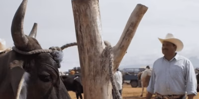 Climate change accelerates cattle screwworm resistance