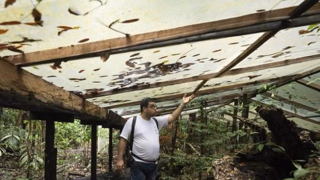 El experimento que simula décadas de sequía en la Amazonía revela impactos críticos