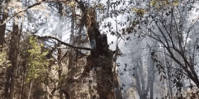 Incendio devora el santuario de la Mariposa Monarca en Michoacán