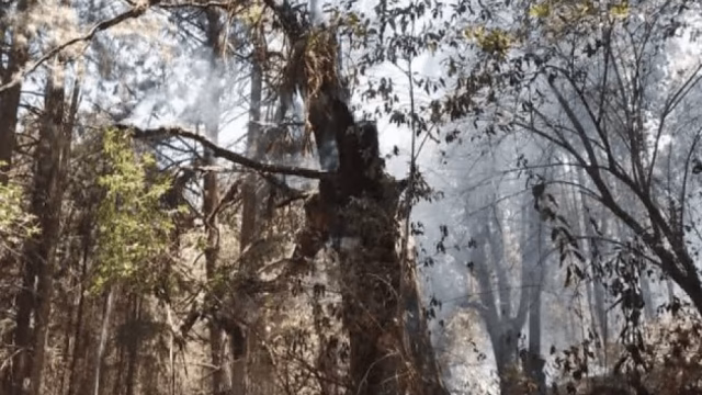 Incendio devora el santuario de la Mariposa Monarca en Michoacán