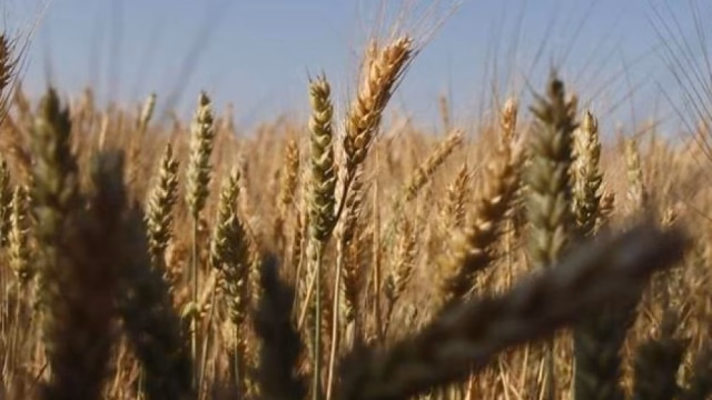 México supera a Canadá en compras agrícolas a Estados Unidos