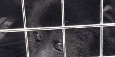 Profepa activates protocol to protect primates from extreme heat