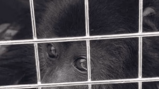 Profepa activa protocolo para proteger primates del calor extremo