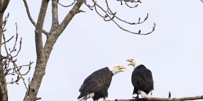 Senadores exigen explicaciones sobre cambios en protección de especies amenazadas
