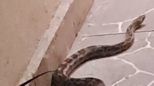 Una serpiente de dos metros se coló en una casa de Escobedo