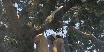 Afrikanisierte Bienen erklären Motorradtaxis in Juchitán den Kampf