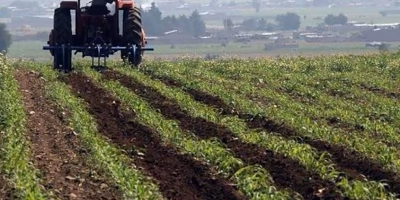 Mexiko stellt 60 % der landwirtschaftlichen Arbeitskräfte in den Vereinigten Staaten