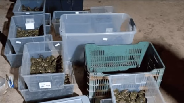 3,500 turtles rescued from illegal trafficking in Chiapas