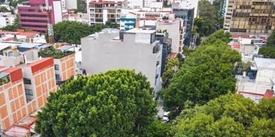 Sedema guarantees protection of trees in Benito Juárez in the face of neighborhood conflict