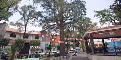 Twelve trees from CDMX receive VIP status for their historical value