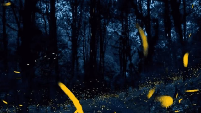 The 2025 Firefly Festival unites culture and nature in Mexico