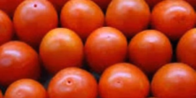 Estados Unidos impone arancel del 17% al tomate mexicano