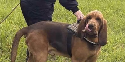 Italia exige justicia por el asesinato de Bruno el perro policía héroe
