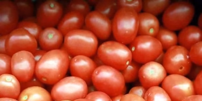 Tomato producers in Sinaloa face crisis due to US tariffs