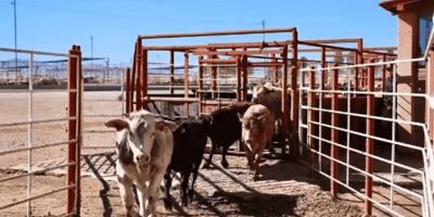 Sonora Livestock Union confirma reabertura parcial da fronteira com os EUA
