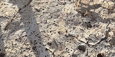 Inundações no Texas revelam restos de dinossauros de 110 milhões de anos