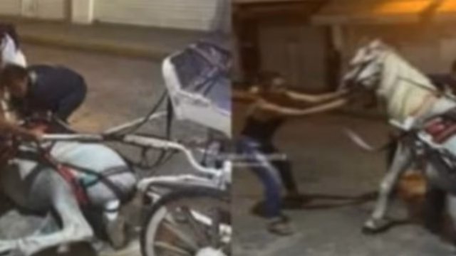 Caballo calesero se desploma en Mérida por agotamiento