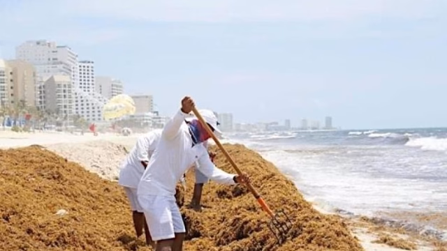 El sargazo del Caribe se convierte en recurso valioso para México