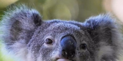 Australia approves world's first chlamydia vaccine for koalas
