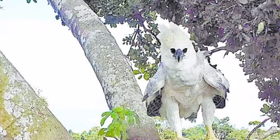 The harpy eagle resists in the Lacandona Jungle of Mexico