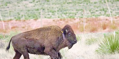 El regreso épico del bisonte americano a México