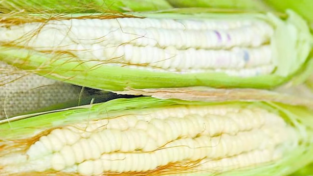 México prefiere importar maíz de EU pese a tener producción nacional