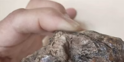 They discover a 700 thousand year old vizcacha skull