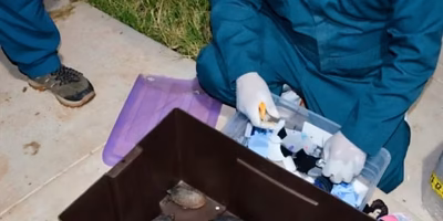 Rescatan 774 tortugas traficadas como cosméticos en cajas
