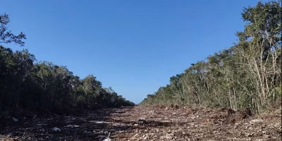 The Yucatecan jungle suffers irreversible and illegal devastation