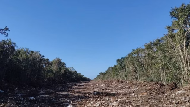 La selva yucateca sufre una devastación irreversible e ilegal