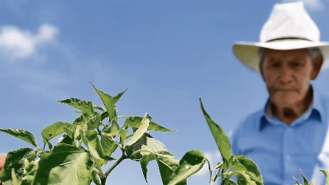Mexico consolidates its power as a global agri-food power in 2025