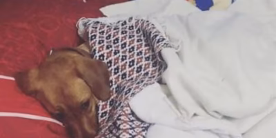 Protocolos de la Policía Canina para resguardar mascotas en invierno