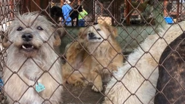 Sedema supervisa transición en el Refugio Franciscano para garantizar bienestar animal