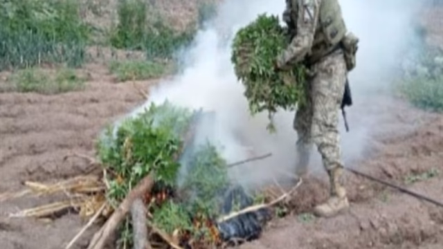 Golpe a narco en Culiacán: hallan laboratorio y siembra