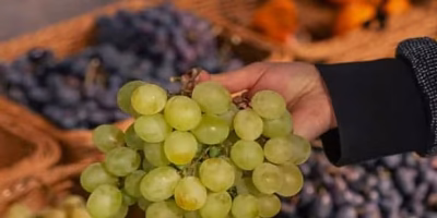 México incrementa su producción de uva de mesa para cierre de 2025
