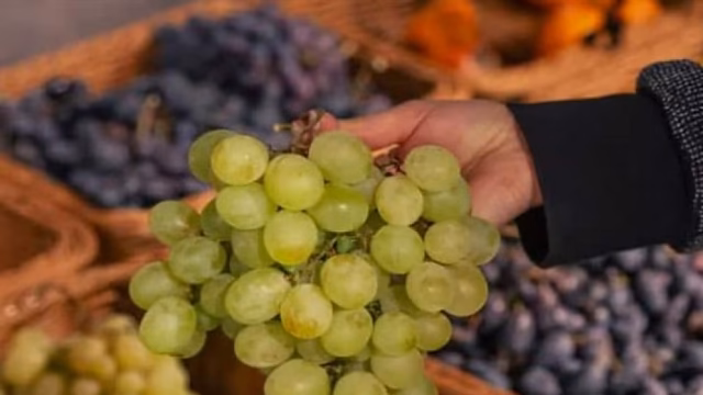 México incrementa su producción de uva de mesa para cierre de 2025