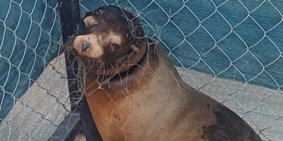 Epische Rettung eines in Netzen gefangenen Seelöwen in San Carlos