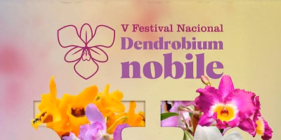 Teocelo announces the fifth edition of the National Dendrobium Nobile Festival