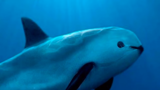 La última trinchera para salvar a la vaquita marina