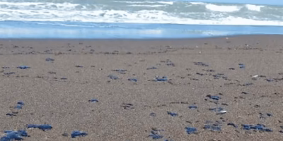 Spill in Veracruz: contaminated beaches and phantom compensation
