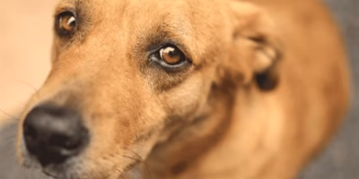 The ‘Caramelo’ dog is now an official Mexican breed