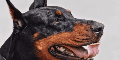 Alerta de bicheira: primeiro caso em um cachorro em Tlalpan
