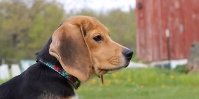 Beagles rescatados de laboratorio encuentran hogares tras protestas