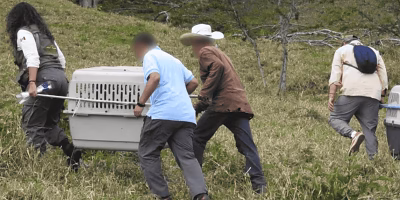 Liberan 30 monos aulladores en reserva de Los Tuxtlas para salvar la especie