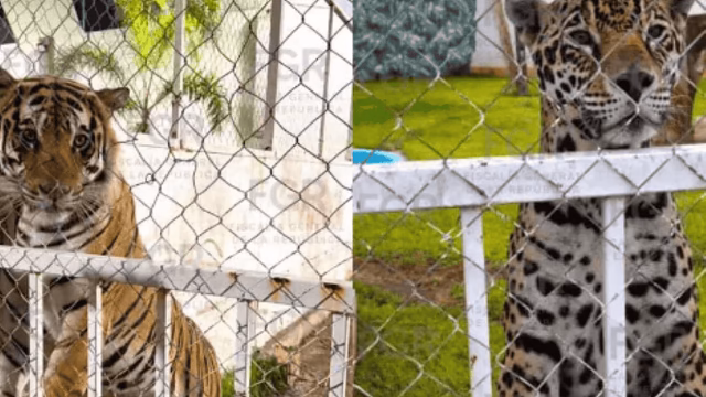 Cateo en SLP: hallan miles de llantas, vehículos y felinos exóticos